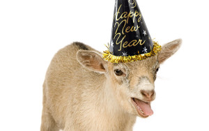 party-goat